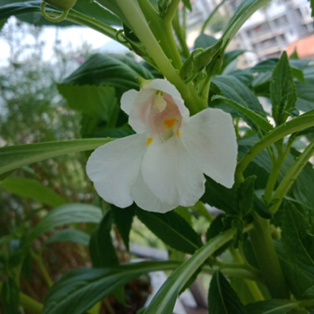 凤仙花种子茶花凤仙种子草花庭院花园种植指花种子 单瓣白色 凤仙花500粒 肥 图片价格品牌报价 京东 凤仙花种子茶花凤仙种子草花庭院花园种植指花种子 单瓣白色 凤仙花500粒 肥 图片价格品牌报价 京东