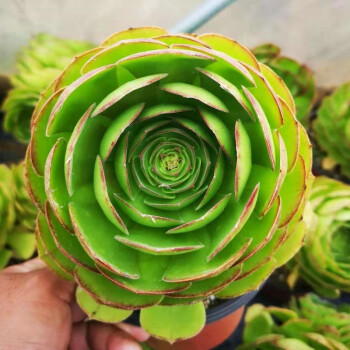 轩林美低至一元多肉贵货多肉植物盆栽绿植花卉肉肉不含花盆万圣节 3 6cm 图片价格品牌报价 京东