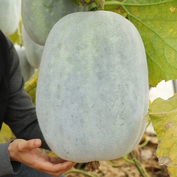 寿禾一串铃冬瓜种子良种籽北方寿禾一串铃8号种子10克袋单株结瓜36个