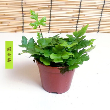 微景观雨林水陆缸绿植波斯狼尾鸟巢铁线玉珊瑚蕨类植物盆栽 绿云蕨
