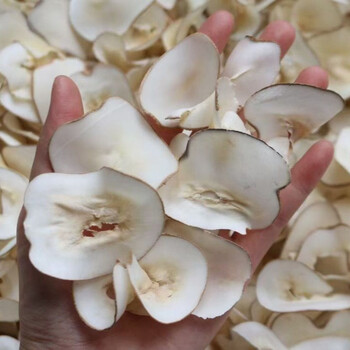 海底椰  煲汤 400g-800g干货海底椰片干无硫原生态 800g