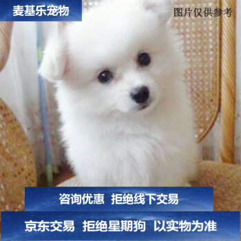 宠物茶杯犬价格报价行情- 京东