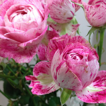 雪花肥牛蜡烛夫人日本月季花园切花玫瑰盆栽苗中苗 图片价格品牌报价 京东