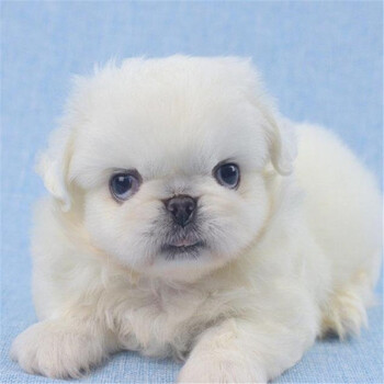 纯种宠物狗狗京巴犬京巴犬小型犬京巴狮子狗宠物级公母均有包健康