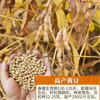 克豆35大豆种子简介图片