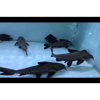 水财神普铁甲武士鱼活体艾尔温尼铁甲海豚长须大型鱼鲶鱼水财神 普铁