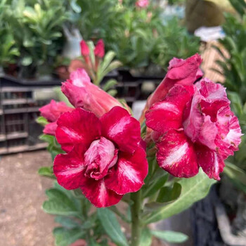 玫瑰盆栽花苗重瓣带花老桩四季开花不断好养阳台花卉多肉植物 火焰山