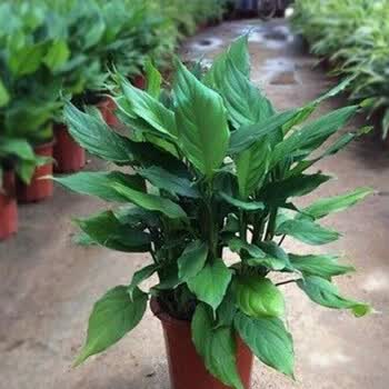 植物盆栽万年青品牌及商品- 京东