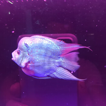 十八罗汉鱼麒麟元宝鹦鹉鱼中型发财鱼热带淡水中层鱼活体龙鱼配鱼精品起头12 13cm1条 图片价格品牌报价 京东