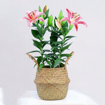 百合鲜花盆栽颜色随机带花苞发货客厅四季好养植物花卉亚洲百合花