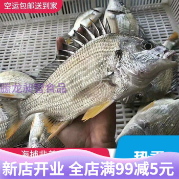 黃翅魚黃鯛魚月子魚黃腳立魚黑黃鯛魚活凍黃翅魚24斤26斤2只