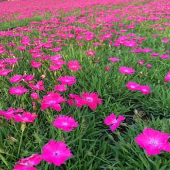 欧石竹初吻花种花籽五彩石竹花籽盆栽美国石竹欧石竹草坪常夏石竹花乡古韵欧石竹初吻500粒 图片价格品牌报价 京东