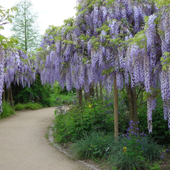 花紫藤花苗 花草藤本花別墅綠化花卉樹苗 