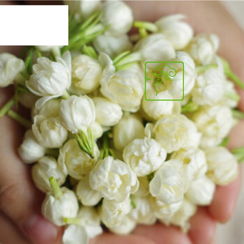 宜享健康sf  1斤顺丰2020年云南特产食用鲜花新鲜茉莉花食用鲜花