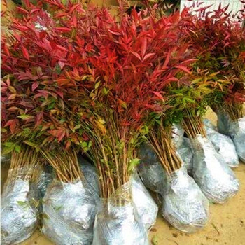 滨淇南天竹40 50cm50棵 滨淇南天竹树苗室内盆景植物观果红叶南天竺红天竹盆栽花庭院观叶植物绿化苗木耐寒南天 竹40 50cm50棵 行情报价价格评测 京东