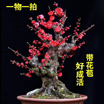 红梅盆栽价格报价行情- 京东