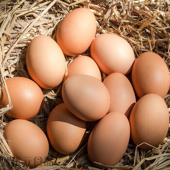 实蛋熟寡蛋手摇蛋新鲜旺蛋烧烤实蛋黄色实蛋东北特色生40枚