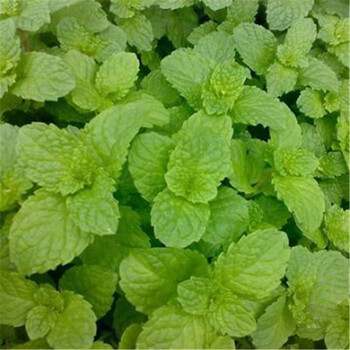 留兰香薄荷绿薄荷香薄荷荷兰薄荷青薄荷香花菜鱼香菜种子 美国薄荷