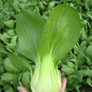 金龍 绿冠油菜种子 蔬菜种子上海青鸡毛菜种子 油白菜种籽 生长快四季种植 小白菜青菜种孑10克/包