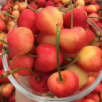 黄金车厘子jj大果黄樱桃黄车大樱桃新鲜水果 500g jj