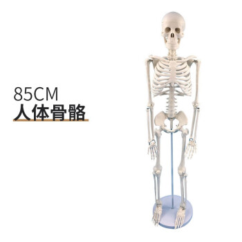 人体骨架模型85cm品牌及商品- 京东