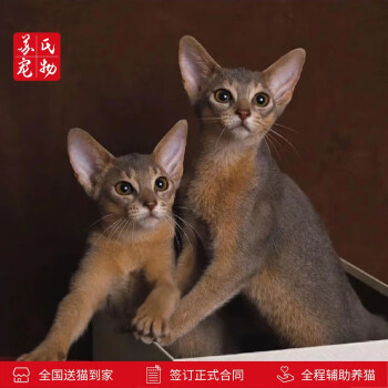 阿比西尼亚猫- 京东