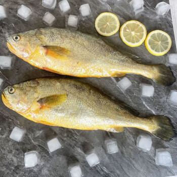 鮮太公 黃花魚 大黃魚 深海速凍國產東海大黃花魚 生鮮 魚類 海鮮水產