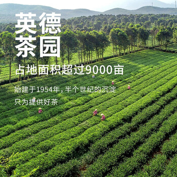 八百秀才红茶英德红茶英红九号一级功夫红茶送礼大份量口粮茶罐装500g 八百秀才红茶英德红茶英红九号一级功夫红茶送礼大份量口粮茶罐装500g