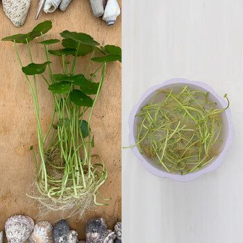 四季红掌办公室桌面水养开花小盆栽20颗铜钱草50颗铜钱草根茎不含盆