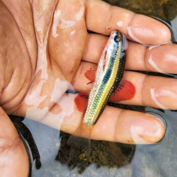 小鰁群遊工具觀賞魚冷水一眉道人翻底沙鰍 6-7cm小鰁母魚1條(無色)