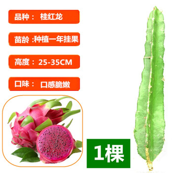 正宗火龙果苗当年结果树四季红心肉燕窝黄龙果嫁接盆栽基地真苗桂红龙 1棵 自花授粉 15cm 含 30cm 不含 图片价格品牌报价 京东 正宗火龙果苗当年结果树四季红心肉燕窝黄龙果嫁接盆栽基地真苗桂红龙 1棵 自花授粉 15cm 含 30cm 不含 图片价格品牌报价 京东