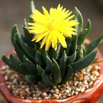 黄花照波群生多头多肉植物盆栽肉肉新手植物办公室创意花卉绿植 照波4