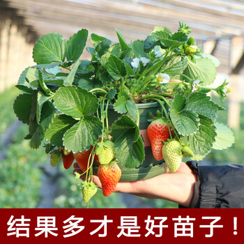 草莓苗盆栽带土南方露天种植食用奶油大棚栽秧苗 草莓苗10颗装【品种