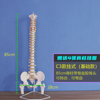 純正値下げ 人体模型 背椎骨盤模型 等身大 その他 - psynage.jp
