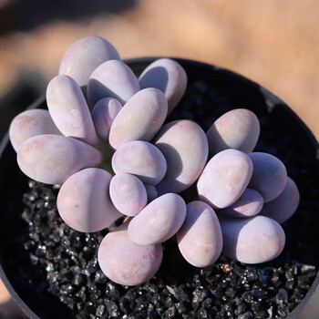 蛋黄奶酪多头群生多肉植物盆栽肉肉新手植物办公室创意花卉绿植 奶酪