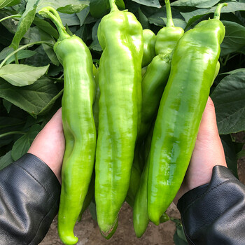 长耕早熟尖椒王辣椒种子特大牛角羊角椒种籽春秋四季高产蔬菜青椒种孑