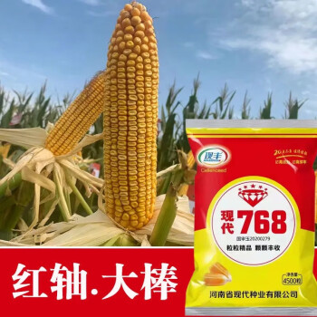 宁研906玉米种子图片