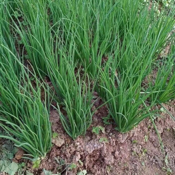 源外園農家自種東北小蔥4斤新鮮蔥苗發芽蔥香蔥鮮嫩蘸醬食用 三斤