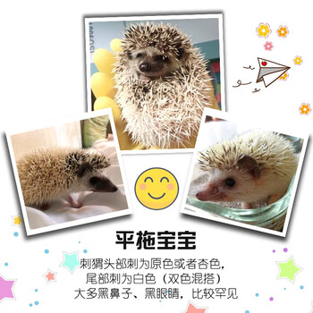非洲迷你刺猬宝宝自家繁殖健康干净无虫网红小宠物疫苗刺猬活物平托公