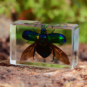 萃妃昆虫标本树脂天然海洋动物金龟子蝎子螃蟹甲虫蜘蛛真虫幼儿园