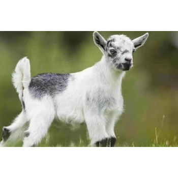 出售观赏萌宠景区网红羊宠物羊尼日利亚侏儒羊适合家里养的萌宠羊 花