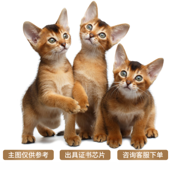 阿比西尼亚猫新款- 阿比西尼亚猫2021年新款- 京东