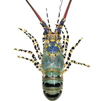 中华锦绣大龙虾鲜活速冻澳洲花龙新鲜生冻水产冰鲜海虾14斤25斤只超大