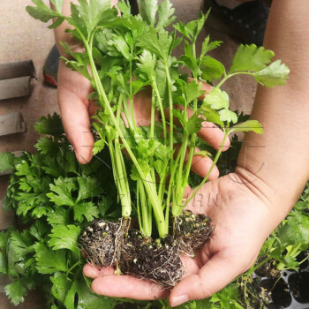 土芹菜种子四季芹菜香芹苗四季小芹菜种籽蔬菜孑野菜春季种籽农家芹菜