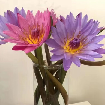 批直发向日葵百合花束观音竹同城速递室内水养插花 【紫 粉】睡莲10枝