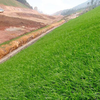 护坡草坪种子四季常青 进口草籽 护坡王 护坡卫士 河道护坡草耐旱