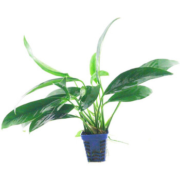 鱼缸懒人水草活体植物水榕真水草水族箱造景装饰 丹麦尖叶榕