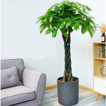 发财树盆栽金钱树内客厅大型绿植盆景四季常青办公室开业树1214米辫子