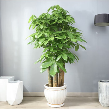 发财树大连同城 大型绿植开业办公室内盆栽 乔迁领导送礼步步高升 1.