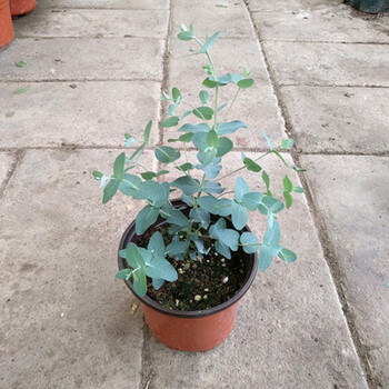 尤加利盆栽 澳洲圆叶银叶桉 银水滴桉树苗北欧风室内观叶植物 小盆
